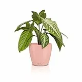 Lechuza - Maceta Classico Color 14 Deco Magnolia, Superficie Mate, diámetro 15 x 13,5 cm, 16684