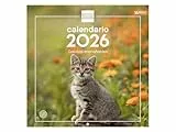Finocam - Calendario de pared 2026 30x30 cm Mes Vista Enero - Diciembre 2026 + Sep.- Dic. 2025 (4 meses) reducidos | Calendario 2026 | Imágenes Gatitos - Español
