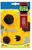 Semillas Fitó 4333 - Semillas de Girasol Ornamental